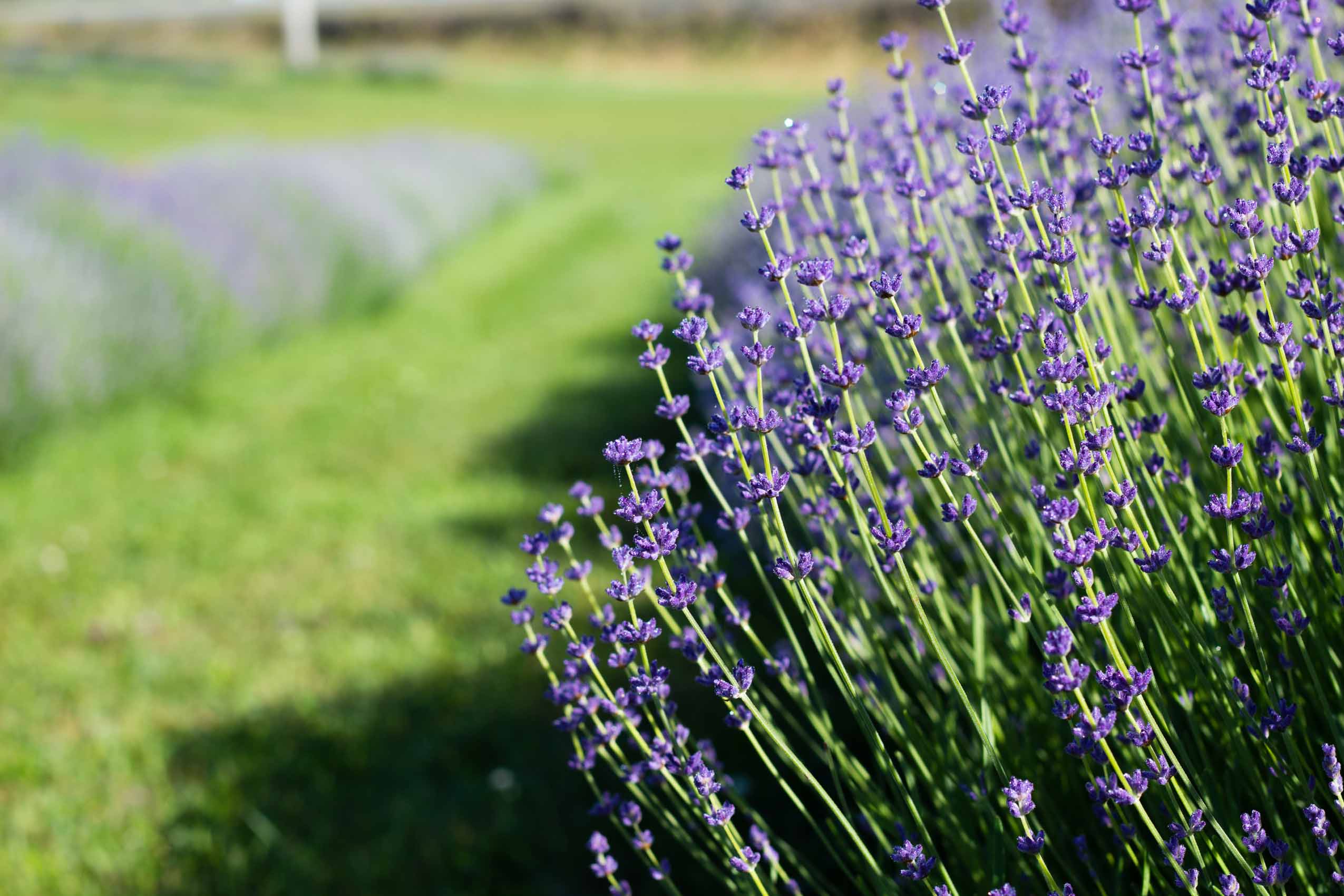 3 Ways To Preserve Your Lavender Harvest and What to Do With It