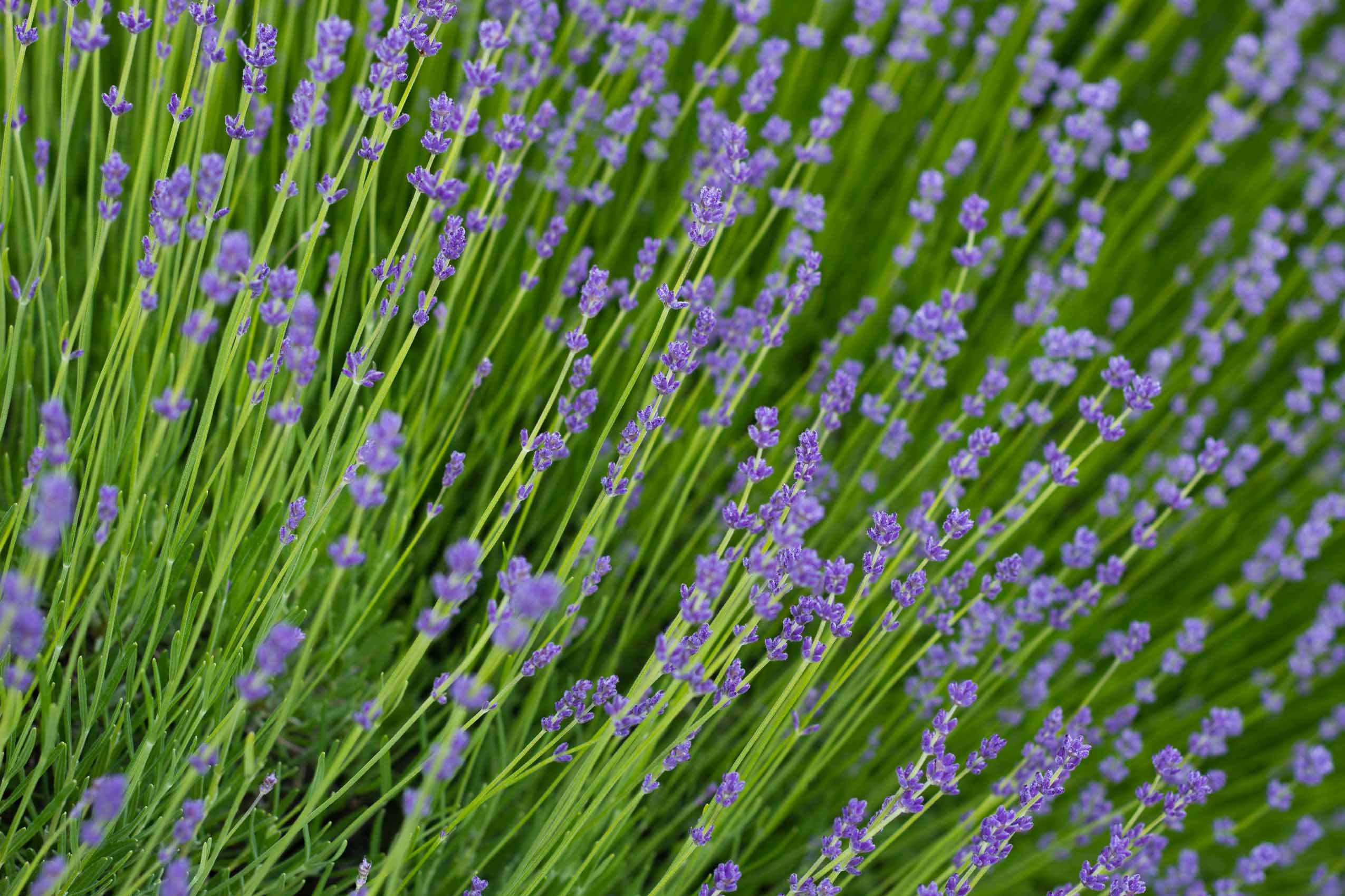 When is the best time to plant Lavender? – Soto Gardens