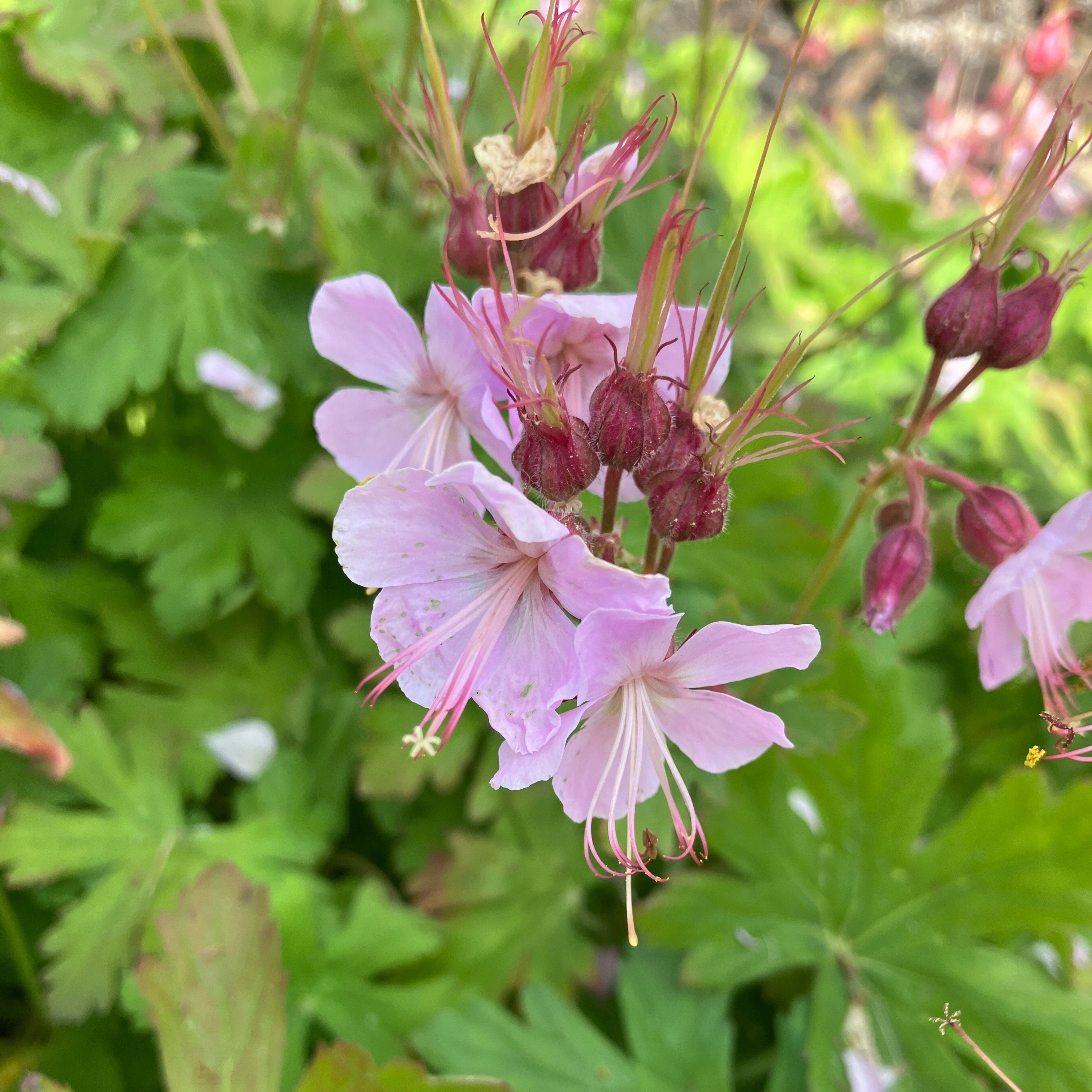 Geranium (Cranesbill) – Seafoam Lavender