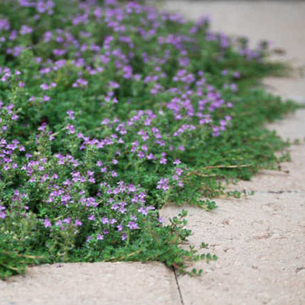 lavender thyme plant Thyme, creeping – Seafoam Lavender
