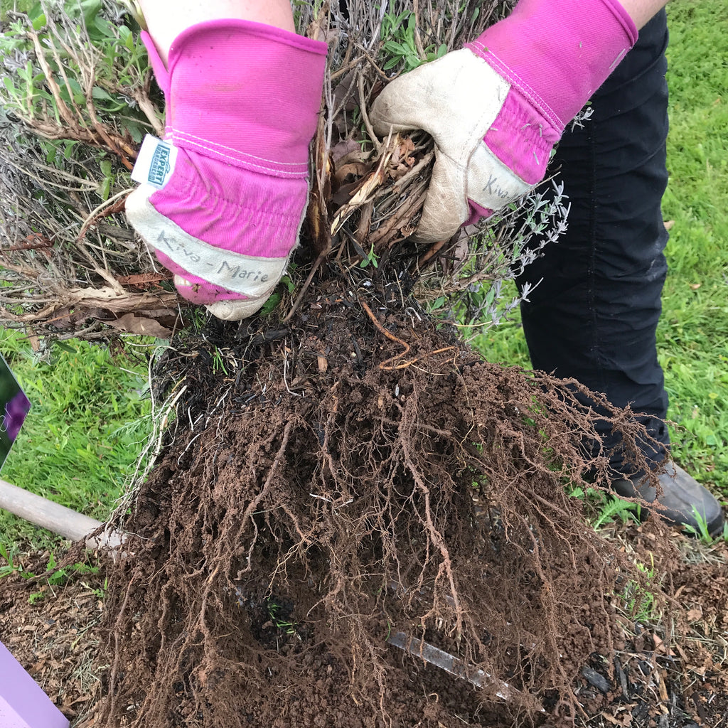 Transplanting Lavender – Seafoam Lavender
