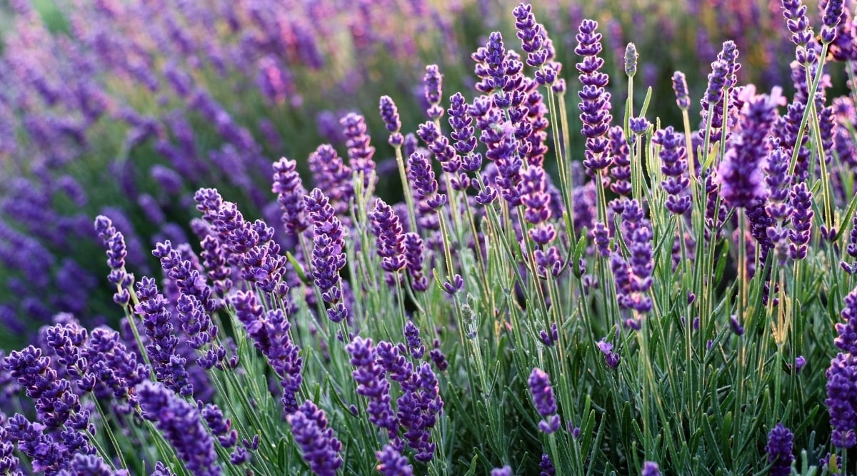 Transplanting Lavender  Seafoam Lavender