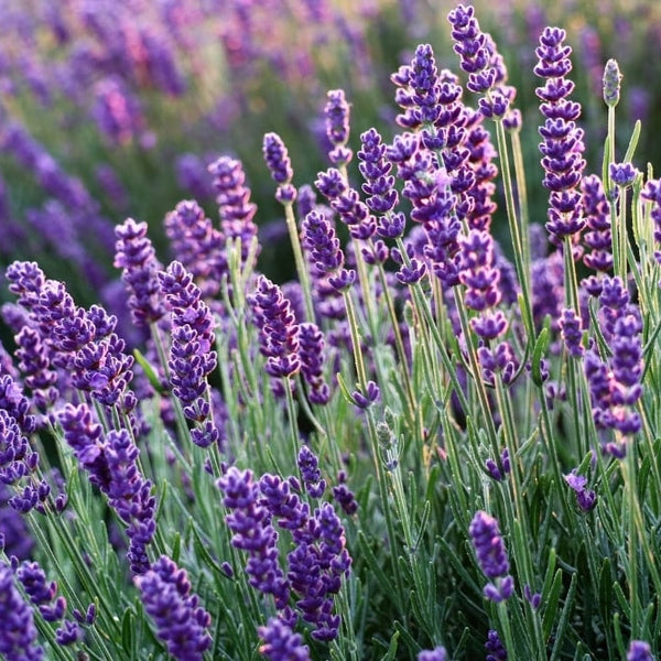 Seasonal Lavender Plant Care: Spring – Seafoam Lavender