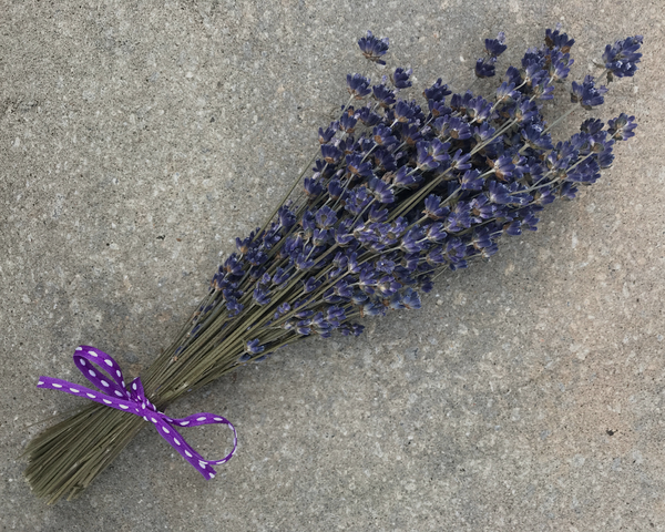 How to Harvest a Lavender Bouquet
