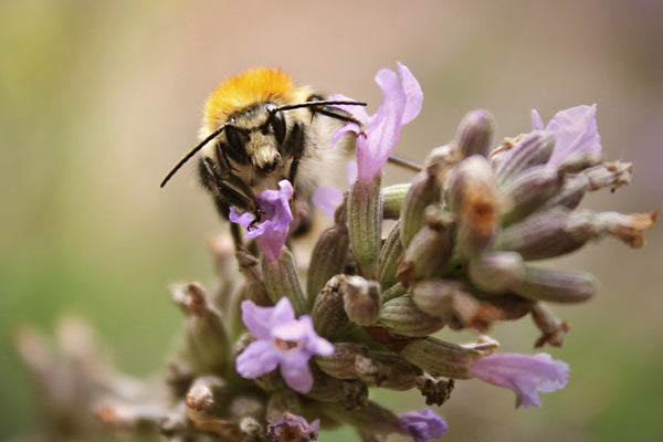 Gardening for Pollinators in Nova Scotia