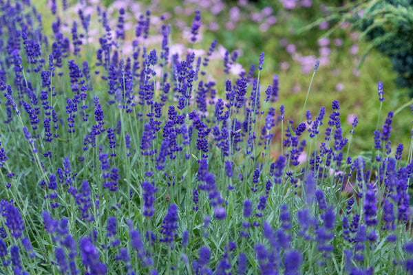 Plan Your Lavender Garden