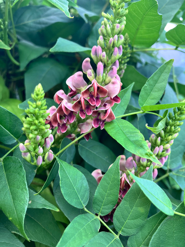 Apios americana (Sipkne’ / American Groundnut)