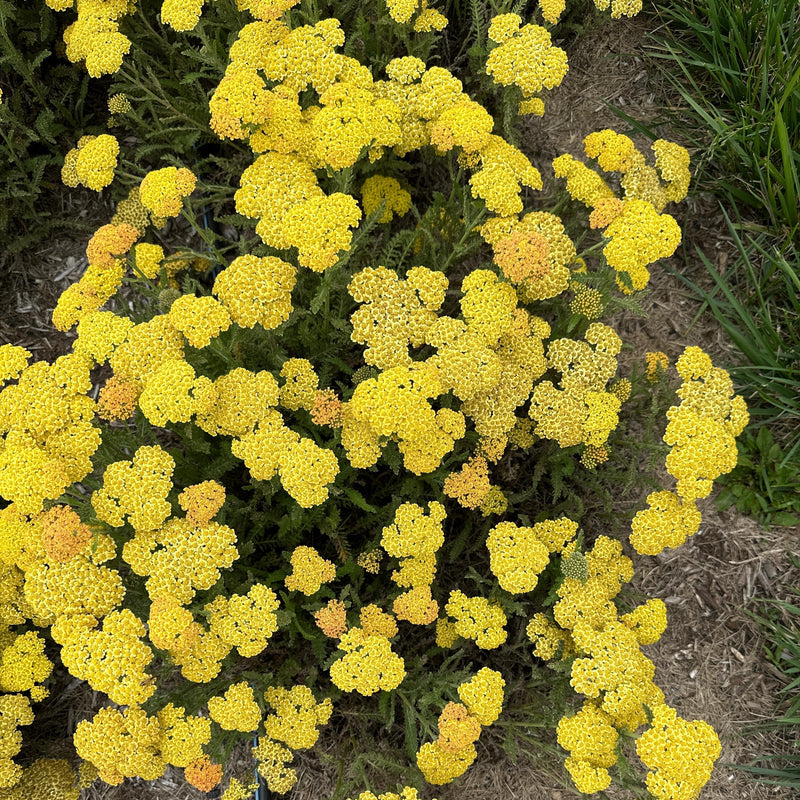 Achillea (Yarrow)