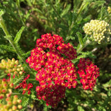 Achillea (Yarrow)