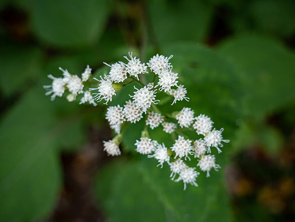 Ageratina altissima (White Snakeroot)
