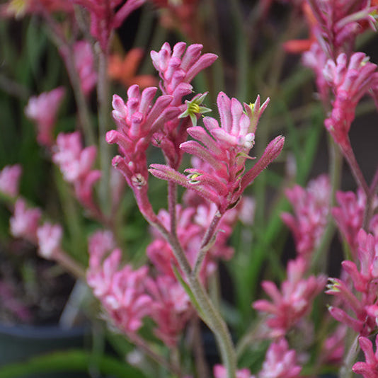 Anigozanthos (Kangaroo Paws)