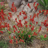 Anigozanthos (Kangaroo Paws)