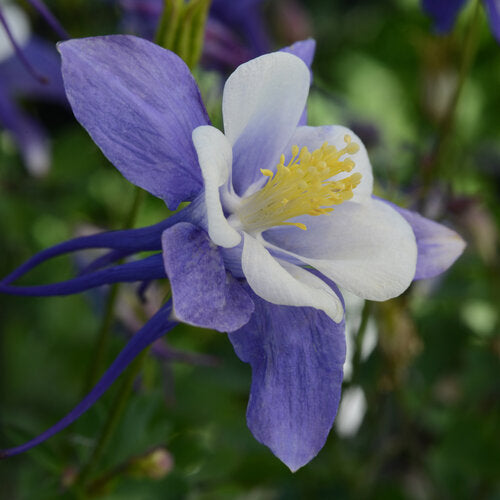 Aquilegia (Columbine)