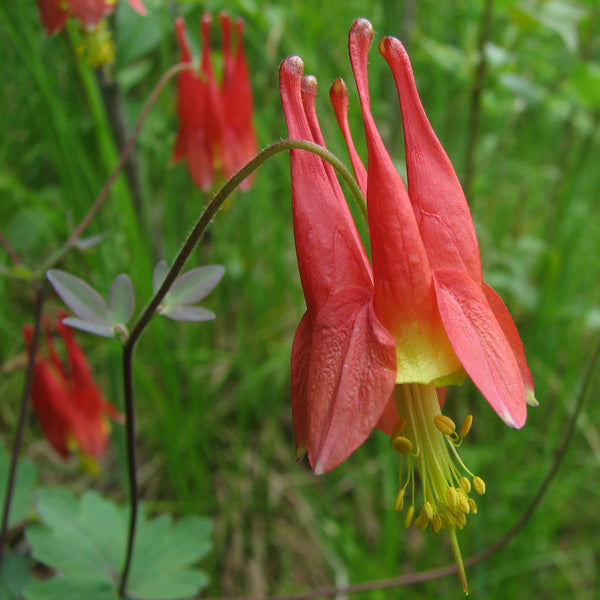 Aquilegia canadensis (Red Columbine)