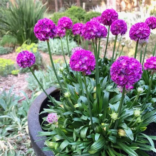 Armeria (Sea Thrift)