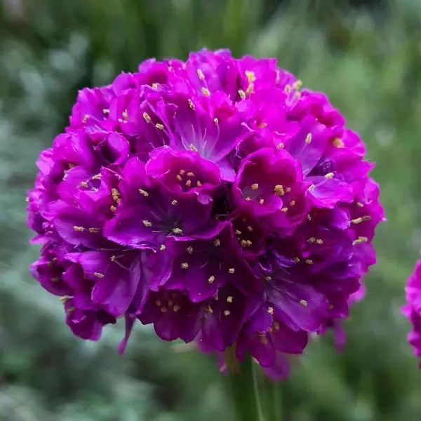 Armeria (Sea Thrift)