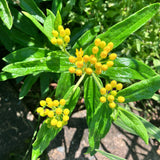 Asclepias tuberosa (Butterfly Milkweed)