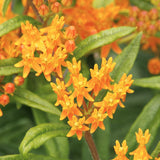 Asclepias tuberosa (Butterfly Milkweed)