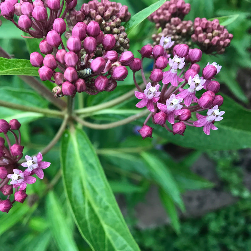 Asclepias incarnata (Swamp Milkweed)