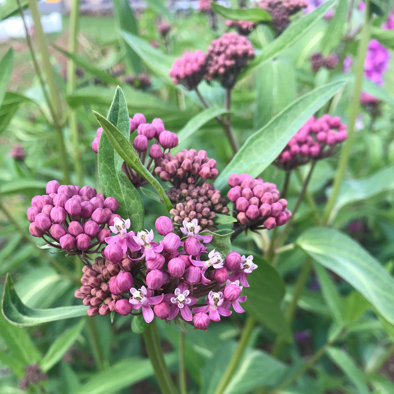 Asclepias incarnata (Swamp Milkweed)