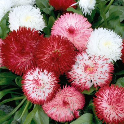 Bellis (English Daisy)