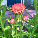 Xerochrysum (Strawflower)