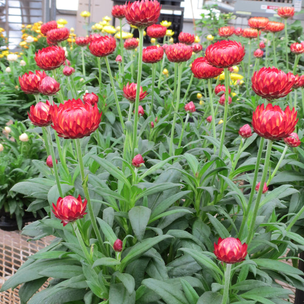 Xerochrysum (Strawflower)