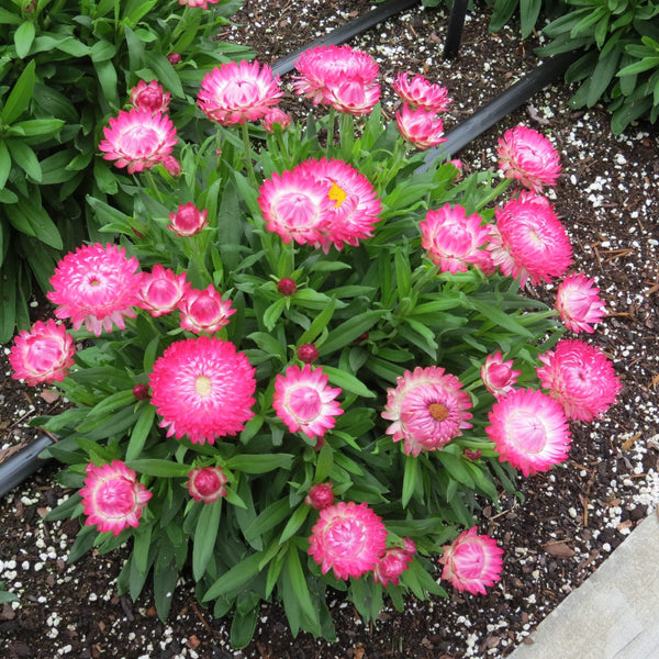 Xerochrysum (Strawflower)