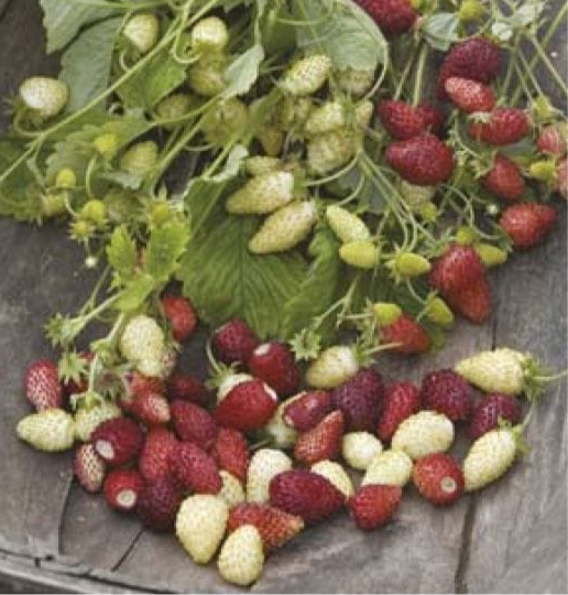 Strawberry