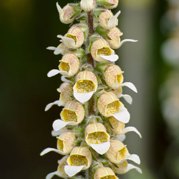 A spike of cream-coloured flowers with rose speckles