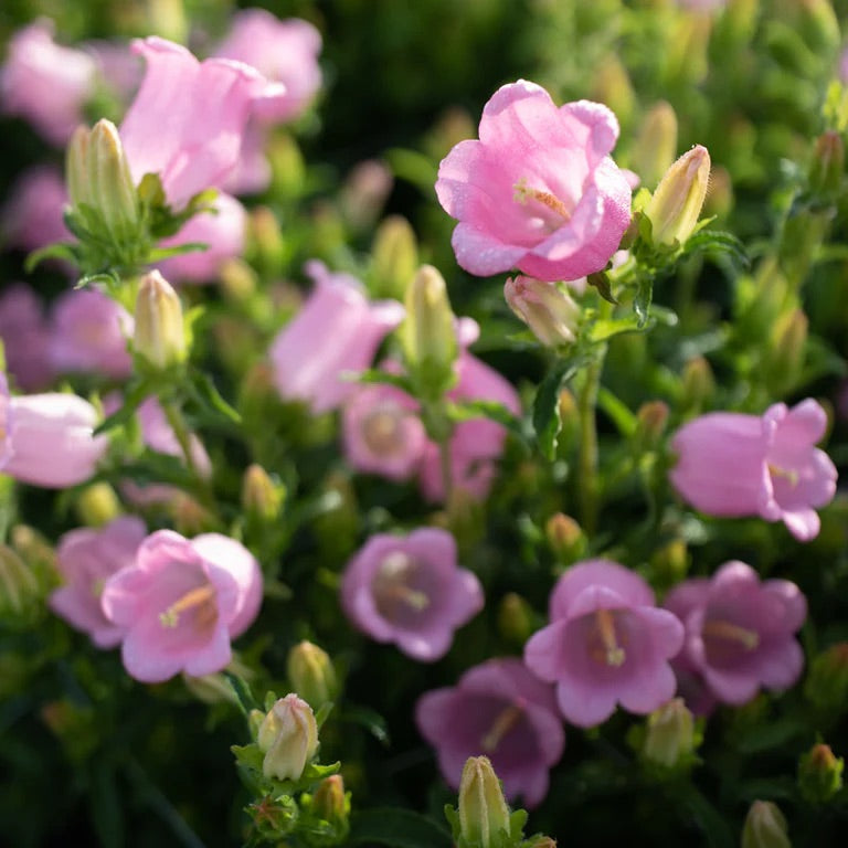 Campanula (Bellflower)