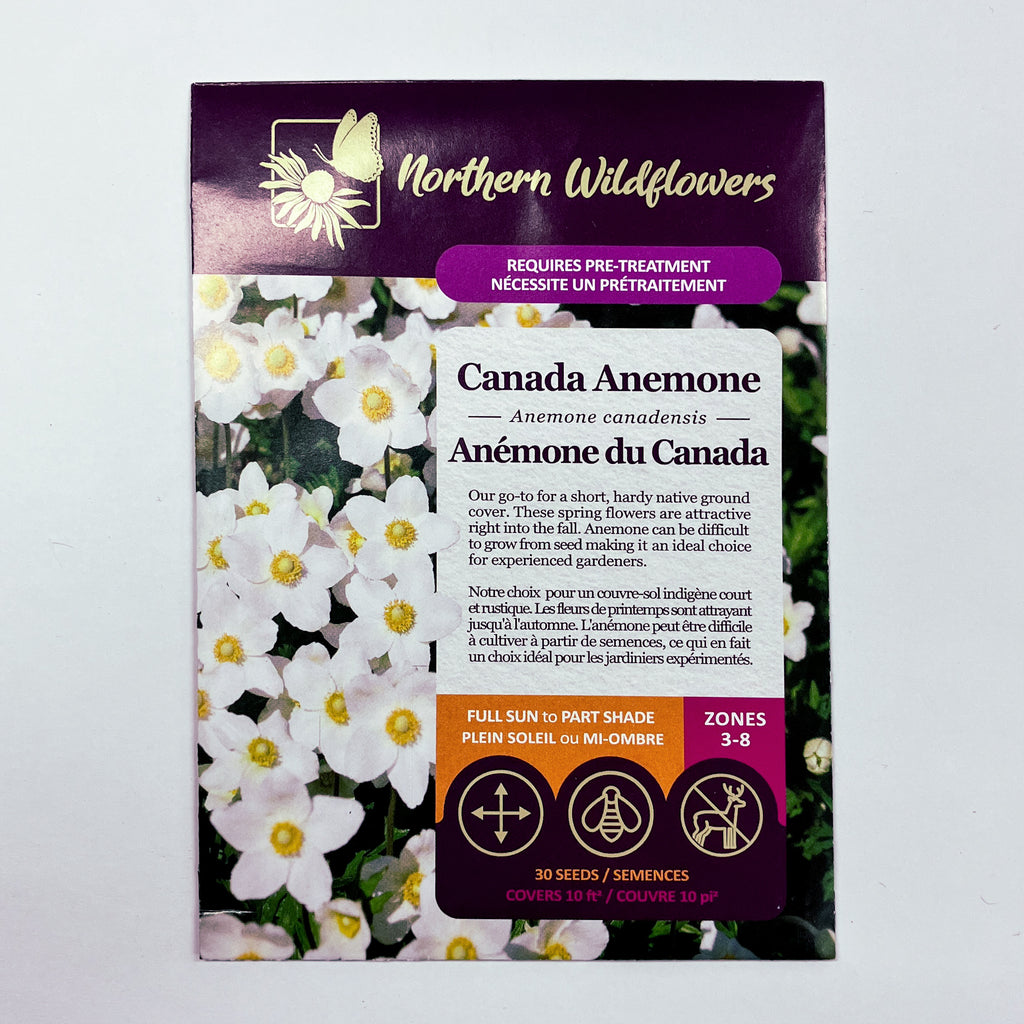 Canada Anemone Seeds – Seafoam Lavender