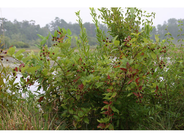 Cephalanthus occidentalis (Eastern Buttonbush)