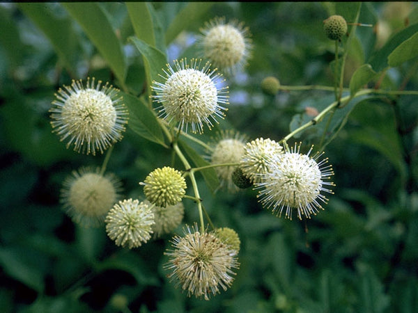 Cephalanthus occidentalis (Eastern Buttonbush)