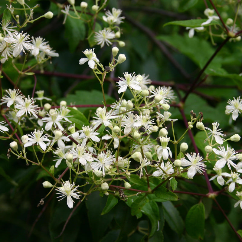 Clematis virginiana (Virginia Clematis)