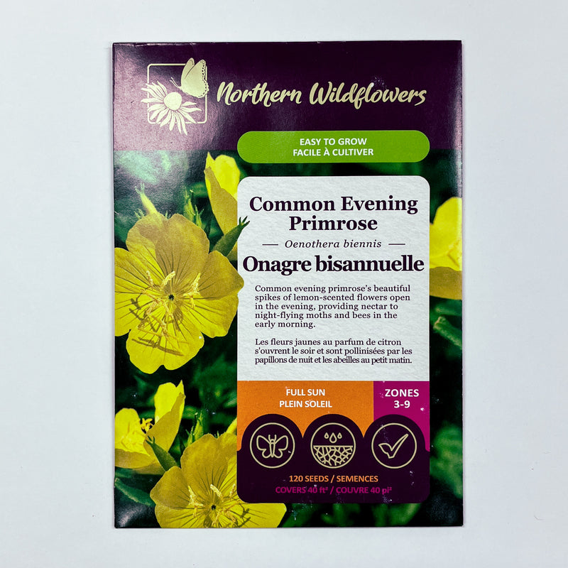 evening primrose flower seeds Common Evening Primrose Seeds – Seafoam Lavender
