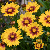 Coreopsis (Tickseed)