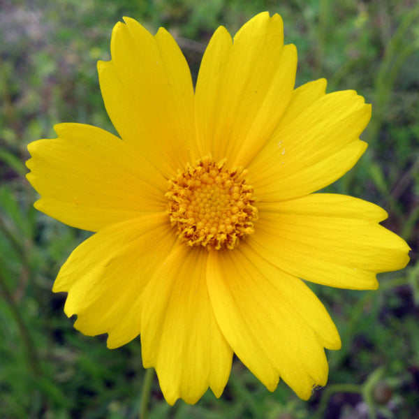 Coreopsis lanceolata (Lance-Leaved Tickseed)