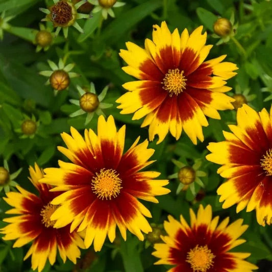 Coreopsis (Tickseed)