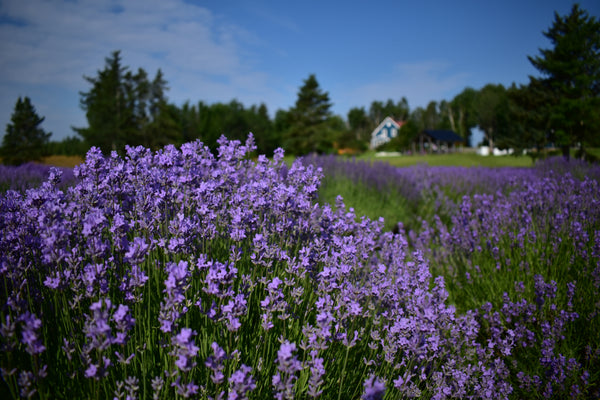 Professional Photography Permission Season Pass