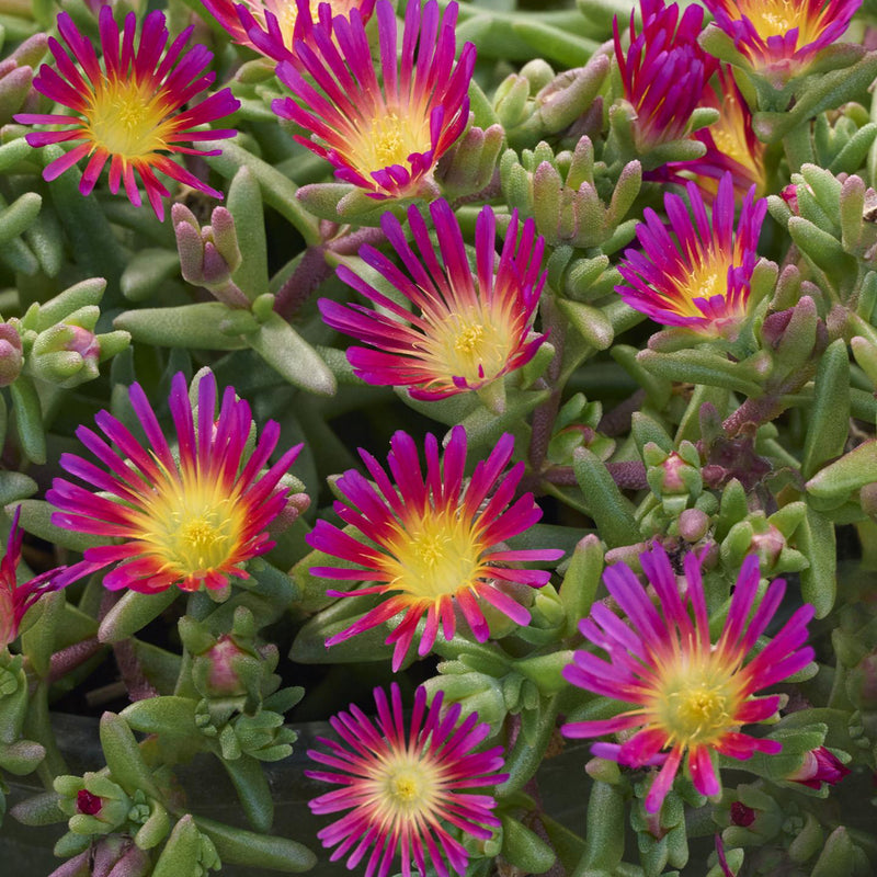 Delosperma (Ice Plant)