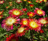 Delosperma (Ice Plant)