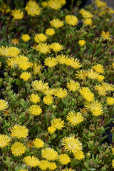 Delosperma (Ice Plant)