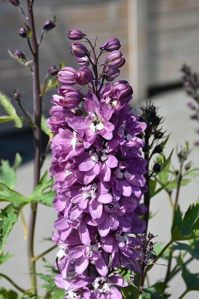 邦楽 Ruiza / delphinium Delphinium (Perennial Larkspur) – Seafoam Lavender