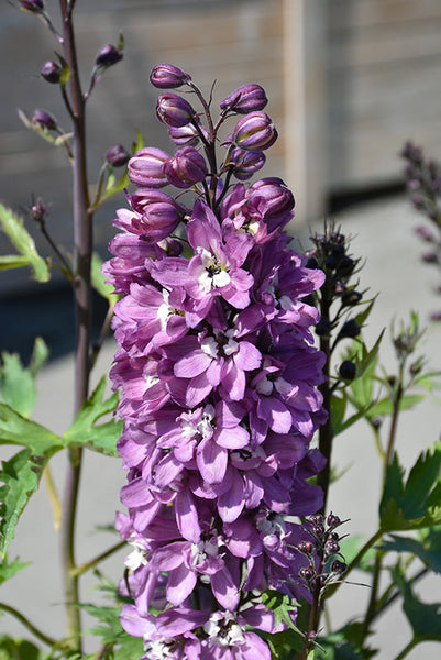 邦楽 Ruiza / delphinium Delphinium_Delphina_Pink_White