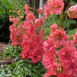 Delphinium (Perennial Larkspur)