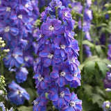 Delphinium (Perennial Larkspur)