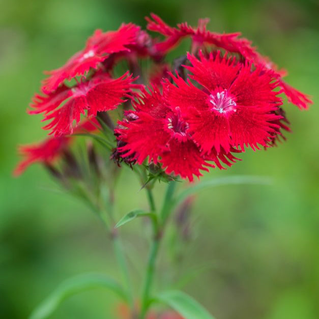 Dianthus (Sweet William)