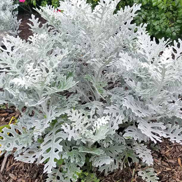 Dusty Miller