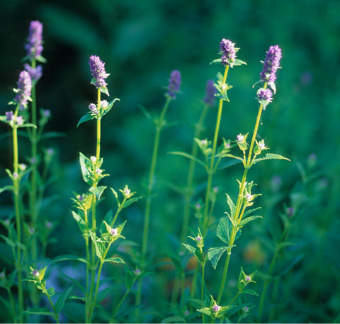 Agastache foeniculum (Blue Giant-Hyssop)